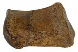 Hadrosaur (Edmontosaur) Phalange (Finger) - South Dakota #117082-2
